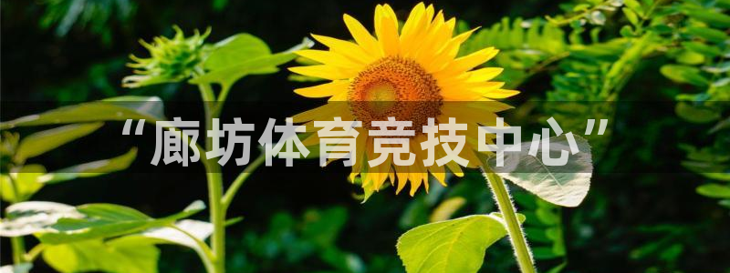 vsport体育官方正版app开户：“廊坊体育竞技中